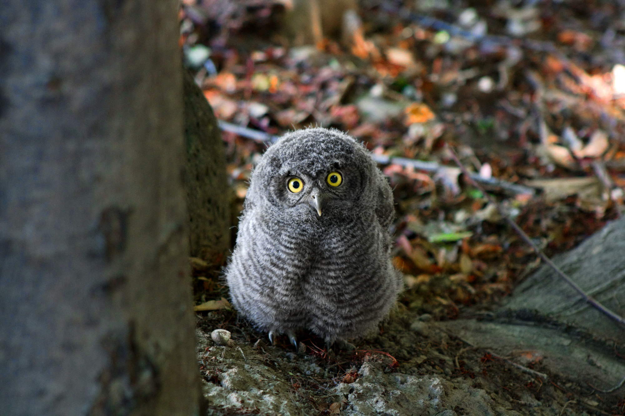 Baby owl looking at camera